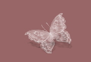 Schmetterlingl